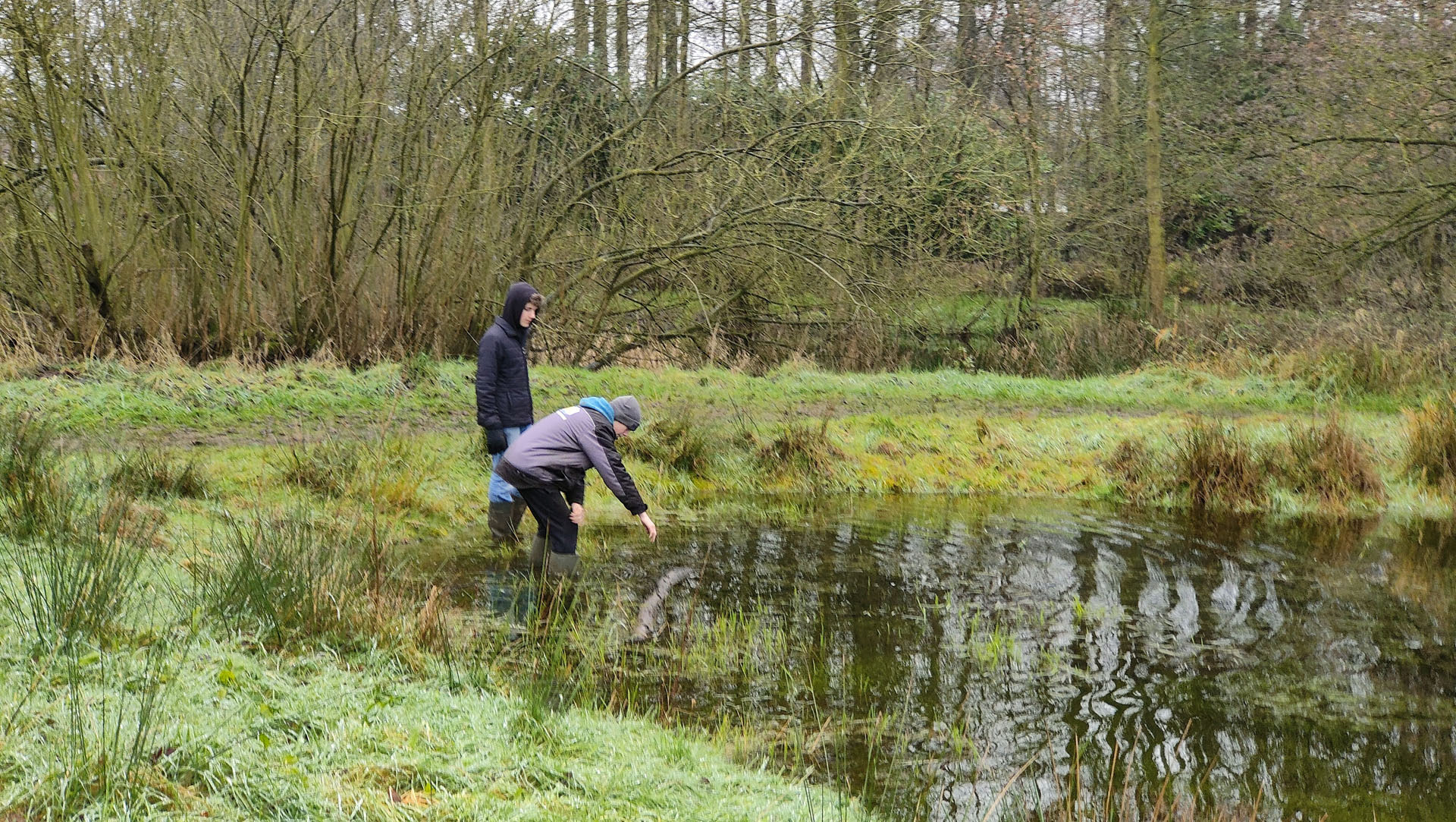 Groengroep vrijwilligers staan in het water, bezig met planten